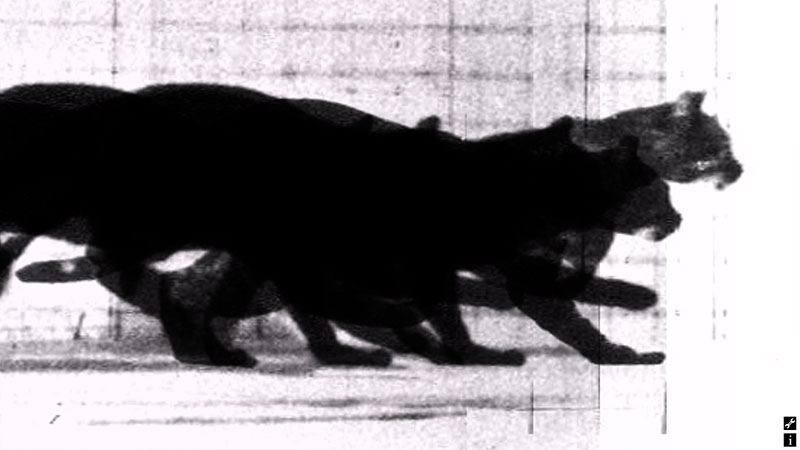 After Muybridge - Cat Trotting, Changing To A Gallop (v1)